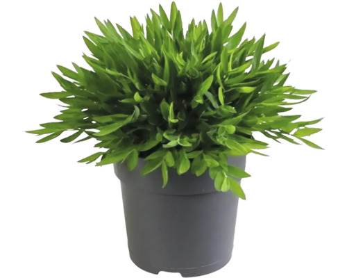 Bambou d'intérieur FloraSelf Pogonatherum pot Ø 12 cm