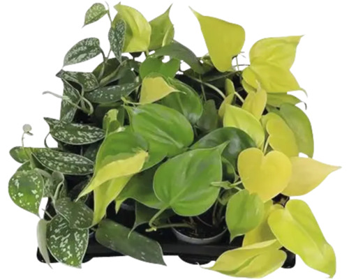 Epipremnum aureum Mix FloraSelf Scindapsus Ø 6 cm pot, sélection aléatoire de la variété