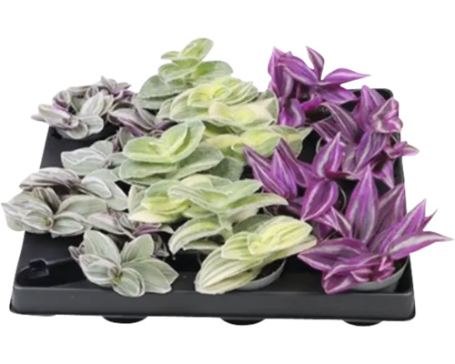 Tradescantia Luxe Mix FloraSelf Tradescantia Ø 6 cm pot, sélection aléatoire de la variété