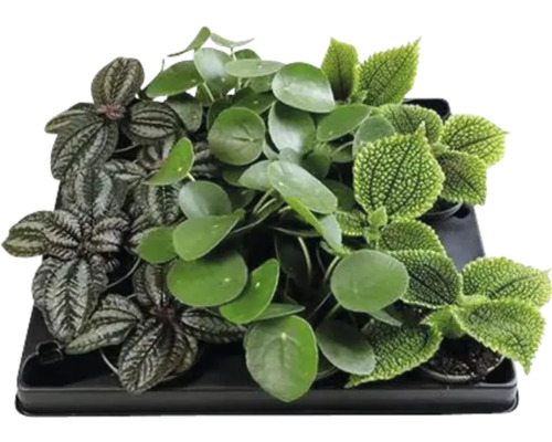 Pilea cadierei, Mix FloraSelf Pilea Ø 6 cm pot, sélection aléatoire de la variété Pots avec différentes plantes d''intérieur