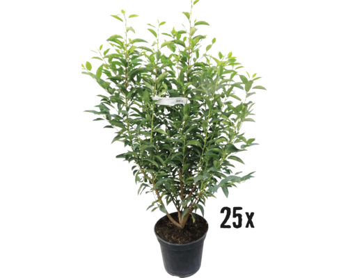 Laurier du Portugal FloraSelf Prunus lusitanica 'Angustifolia' h 60-80 cm Co 5 l quantité minimale de commande 25 pces pour une haie d'environ 10 m