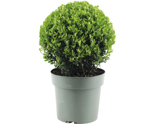 Houx crenelé boule FloraSelf Ilex crenata 'Jenny' diamètre env. 25 cm Co 4 l