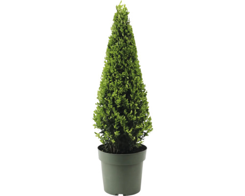 Bergilex pyramide FloraSelf Ilex crenata 'Jenny' diamètre env. 55 cm Co 4 l