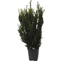 If dans un pot pour le jardin
