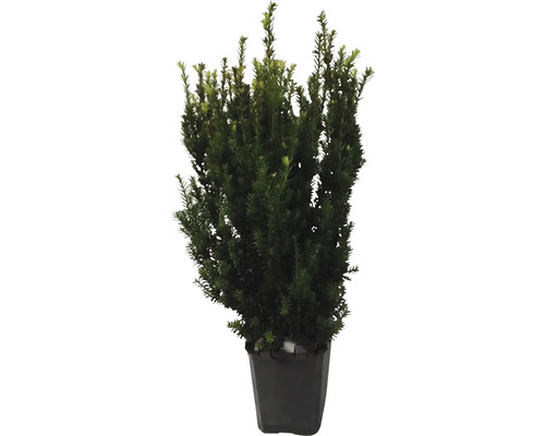 12 x if mâle ne produisant pas de fruits FloraSelf Taxus media 'Hillii' h 60-80 cm ClickCo pour env. 4 m de haie