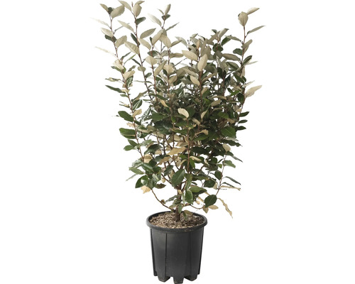 36 x chalef de Ebbing à feuilles persistantes 'Compacta' FloraSelf Elaeagnus ebbingei 'Compacta' h 50-60 cm Co 5 l pour env. 14 m de haie