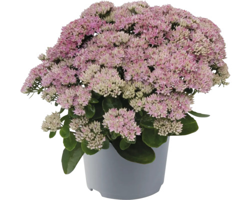 Fetthenne im Topf mit rosa Blüte