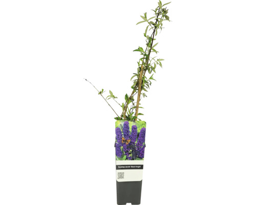 Buddleia de David, arbre à papillons FloraSelf Buddleja davidii Co 2 l haie de protection naturelle, haie de protection des oiseaux