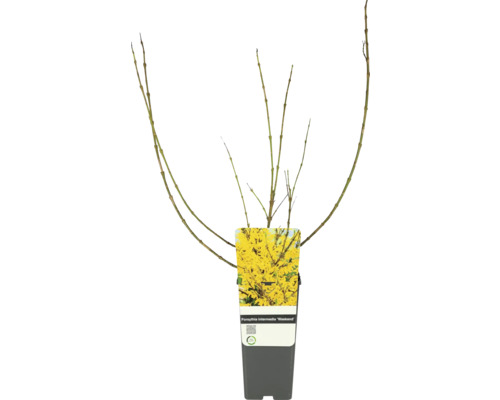 Forsythia intermedia FloraSelf 'Week End'® Co 2 l haie de protection naturelle, haie de protection des oiseaux