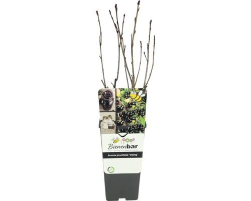 Aronia FloraSelf Bio Aronia prunifolia 'Viking' Co 2 l haie de protection naturelle, haie de protection des oiseaux