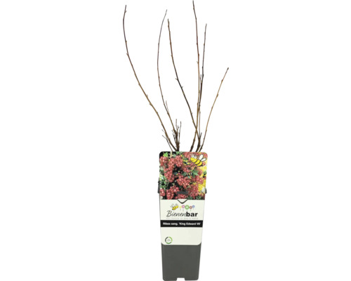 Groseiller à fleurs FloraSelf Ribes sanguineum 'King Edward VII' Co 2 l haie de protection naturelle, haie de protection des oiseaux