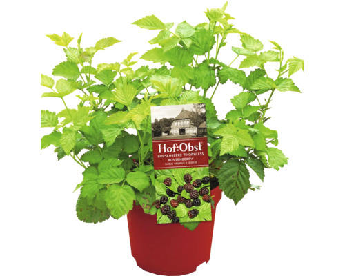 Mûrier bio Boysenberry Hof:Obst Rubus 'Thornless Boysenberry' h 30-40 cm C 3,4 l