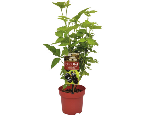 Bio Stachellose Brombeere Hof:Obst Rubus fruticosus Navaho® 'Bigandearly'® H 30-40 cm Co 3,4 L sehr aromatisch