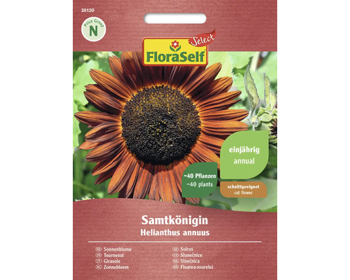 Sonnenblume Samtkönigin FloraSelf Select Samenfestes Saatgut Blumensamen