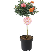 Candy Rose en pot avec des fleurs colorées