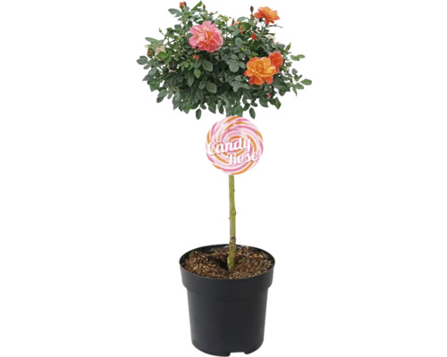 Candy Rose en pot avec des fleurs colorées