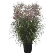 Roseau de Chine en pot