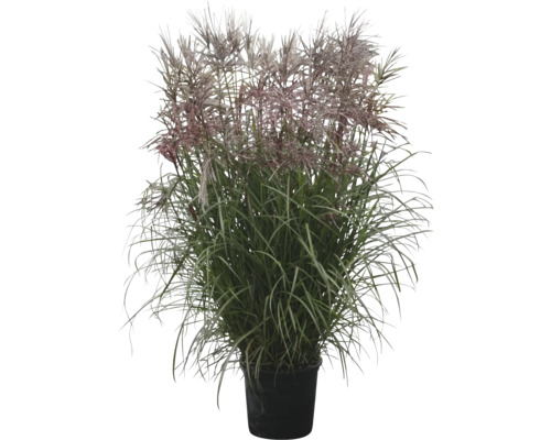 Roseau de Chine en pot