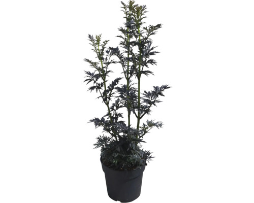 Säulen-Holunder Schwarzer Holunder FloraSelf Sambucus nigra 'Laced Up' Co 6 L