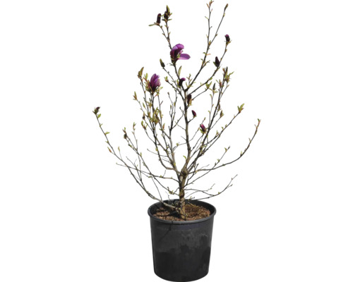 Magnolia en pot avec des fleurs violettes