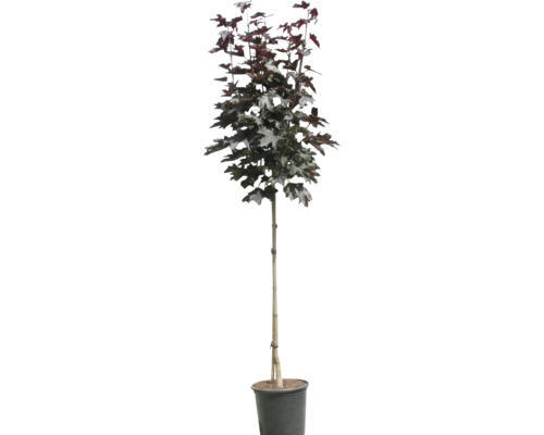 Blut-Ahorn 'Crimson Sentry' XXL FloraSelf Halbstamm Acer platanoides 'Crimson Sentry' Co 18L