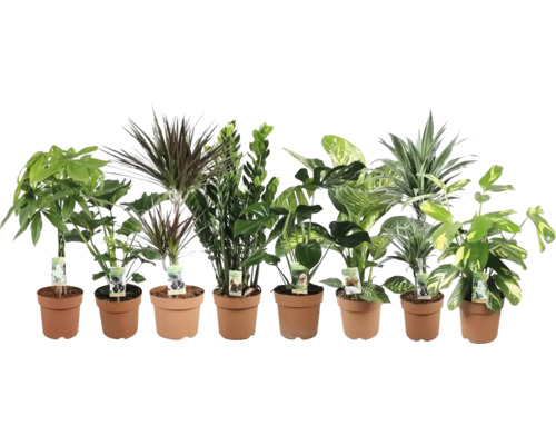 Mélange de plantes vertes d'intérieur FloraSelf h env. 60 cm Ø pot 21 cm diff. variétés 1 pièce