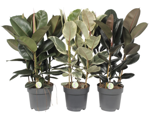 Gummibaum Mix FloraSelf Ficus elastica H ca. 100 cm Ø 27 cm Topf zufällige Sortenauswahl