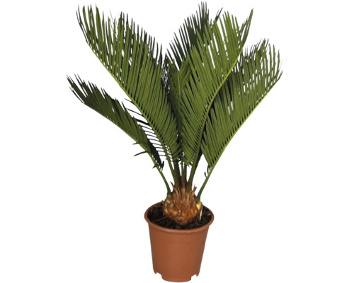 Cycas du Japon, Sagou FloraSelf Cycas revoluta h env. 45 cm pot Ø 12 cm