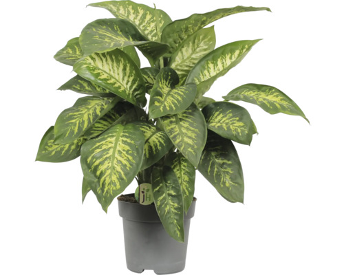 Dieffenbachia