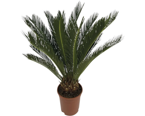 Cycas du Japon, Sagou FloraSelf Cycas revoluta h env. 60 cm pot Ø 17 cm