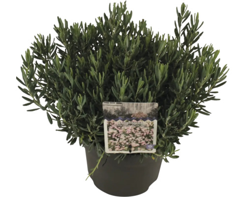 Andromeda polifolia in einem Topf