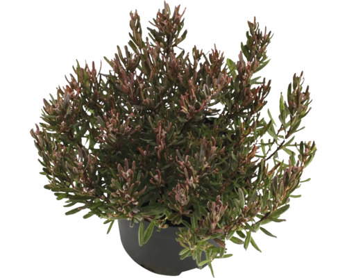 Rosmarinheide im Topf für den Garten