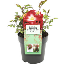 Rosa Everglow Ruby im Topf
