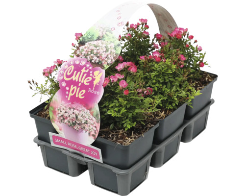 Rosier nain 'Cutie Pie' FloraSelf Rose 'Cutie Pie' pack de 6 variété miniature, sans épine, floraison fréquente