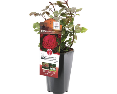 Rosier Störtebeker en pot