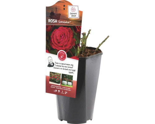 Rose Störtebeker en pot