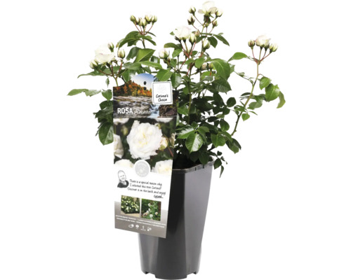 Rose im Topf mit weißen Blüten und grünen Blättern.