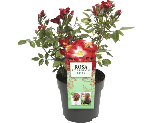 Rose Everglow Ruby im Topf