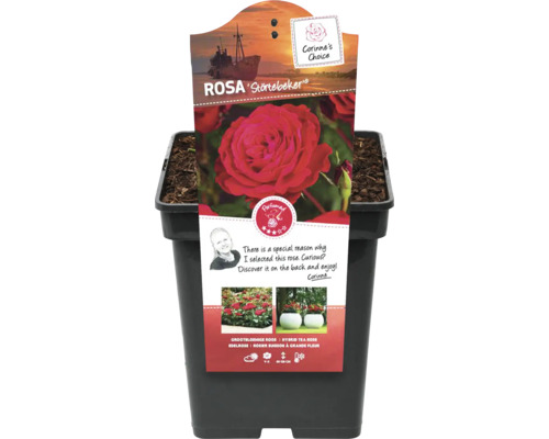 Rose Störtebeker im Topf