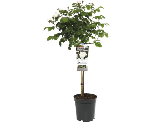 Rosier sur tige en pot avec fleurs et feuilles