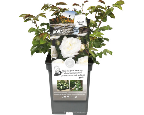 Rosa Alabaster im Topf