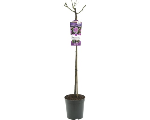 Rosier sur tige en pot avec étiquette de plante