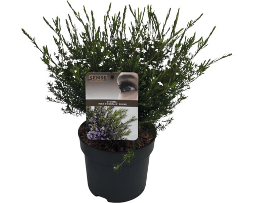 Diorama ''Pink Fountain'' Sense Pflanze im Topf