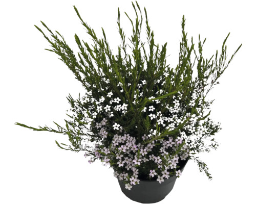 Topf mit Strauchveronika mit weißen Blüten