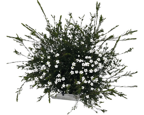 Blühende Strauchpflanze im Topf