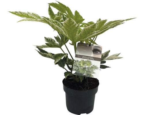 Zimmeraralie in einem Topf