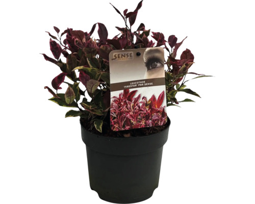 Leucothoé ''Firestar'' en pot