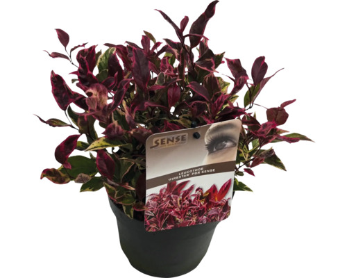 Leucothoe ''Firestar'' en pot