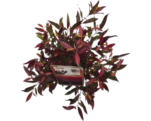 Arbuste d''ornement dense avec des feuilles rouges et vertes