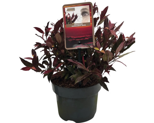 Leucothoe en pot avec une étiquette
